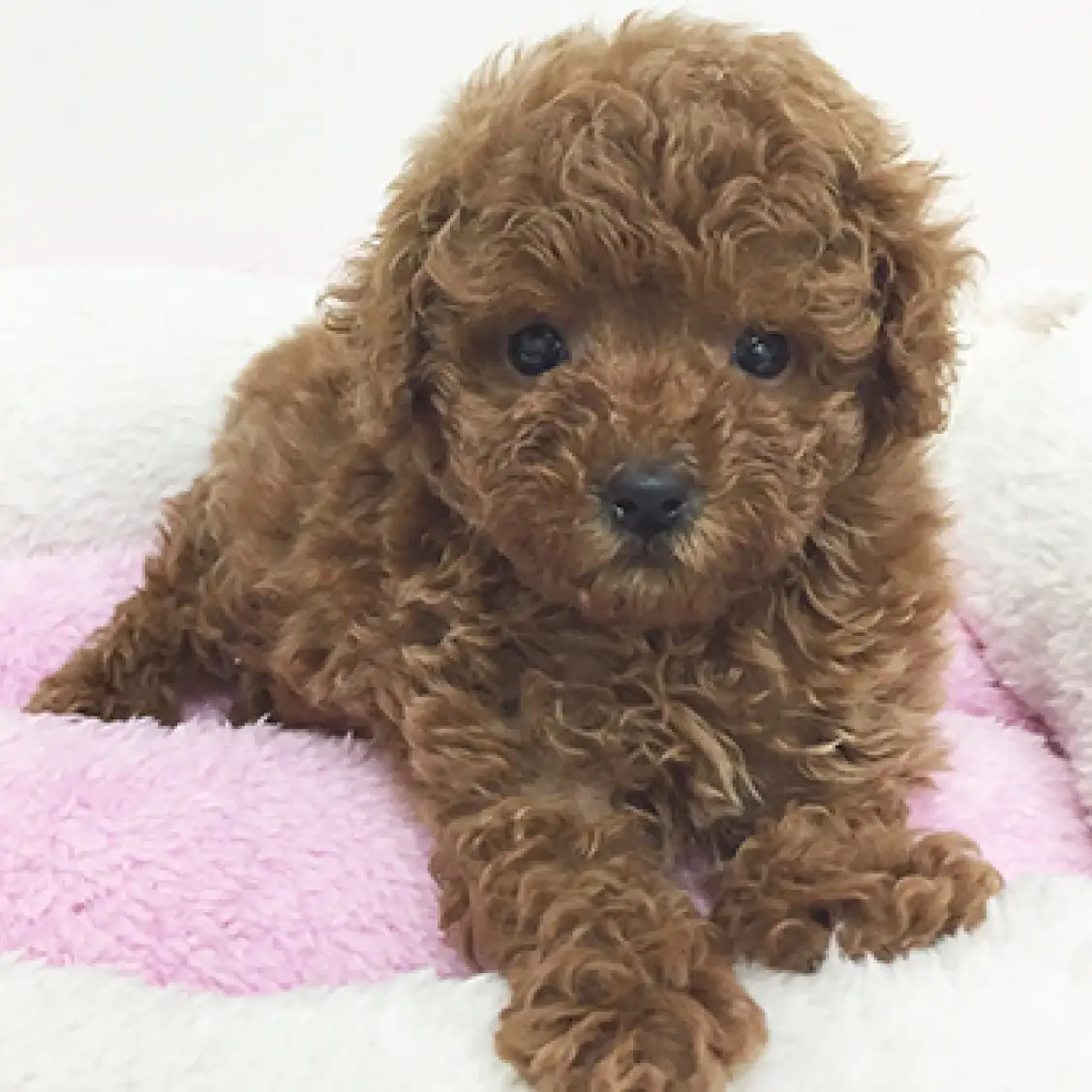 トイ・プードル