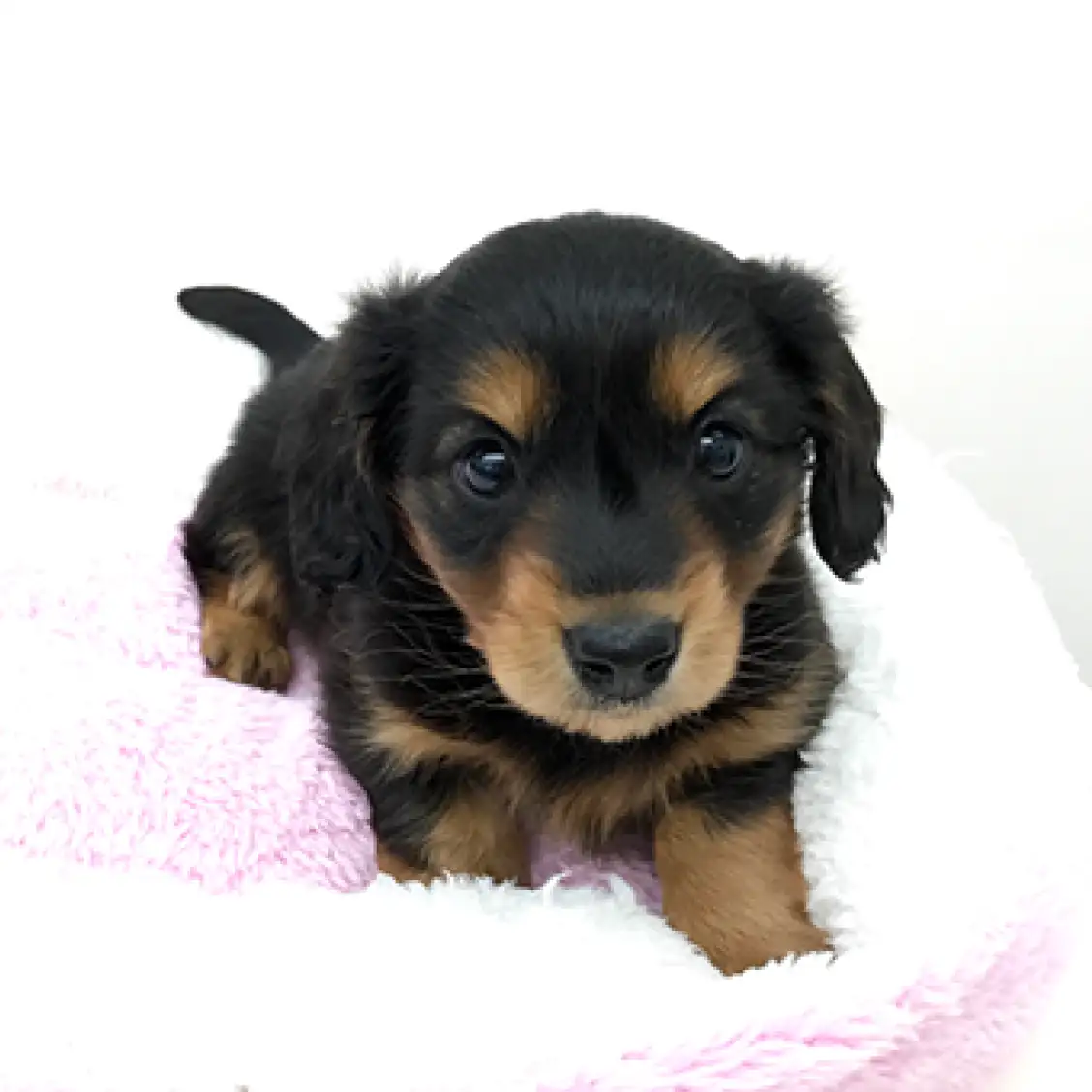 カニンヘン・ダックスフント