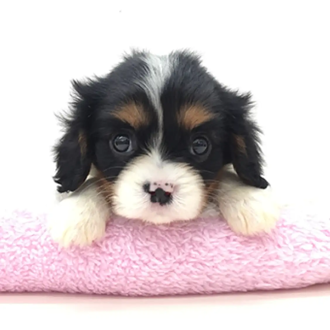 キャバリア・キングチャールズ・スパニエル