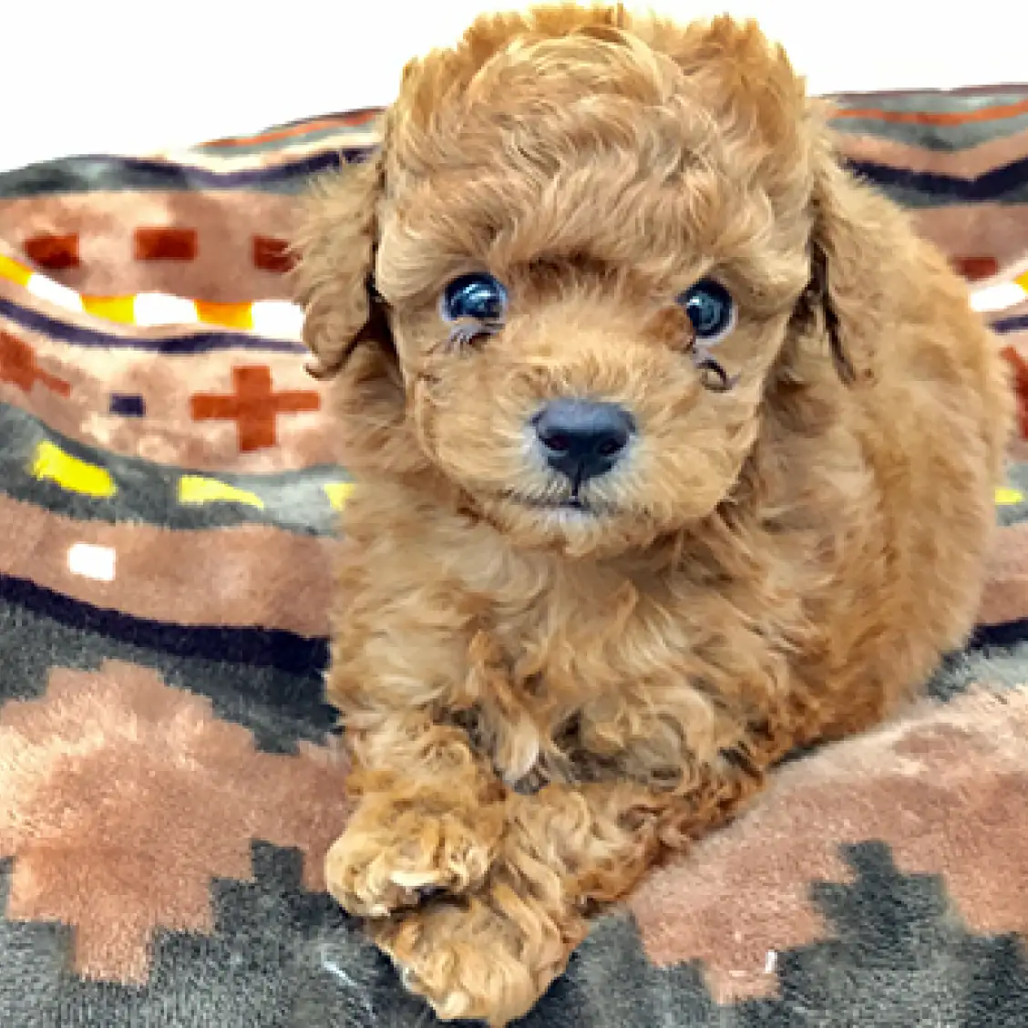 トイ・プードル