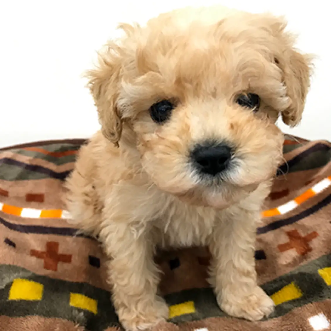 トイ・プードル