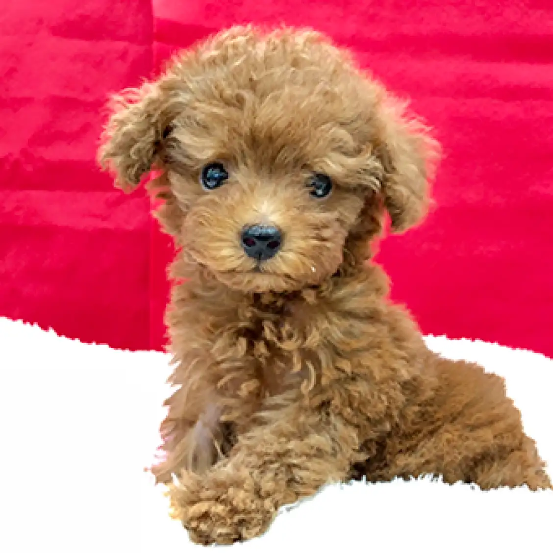 トイ・プードル