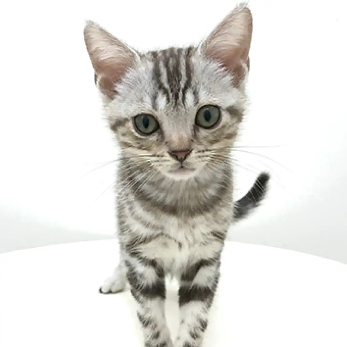 アメリカンショートヘア