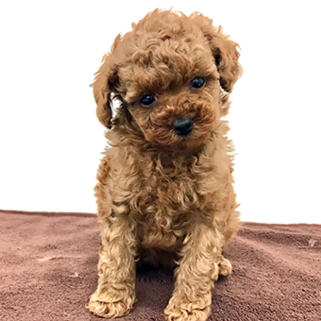 トイ・プードル