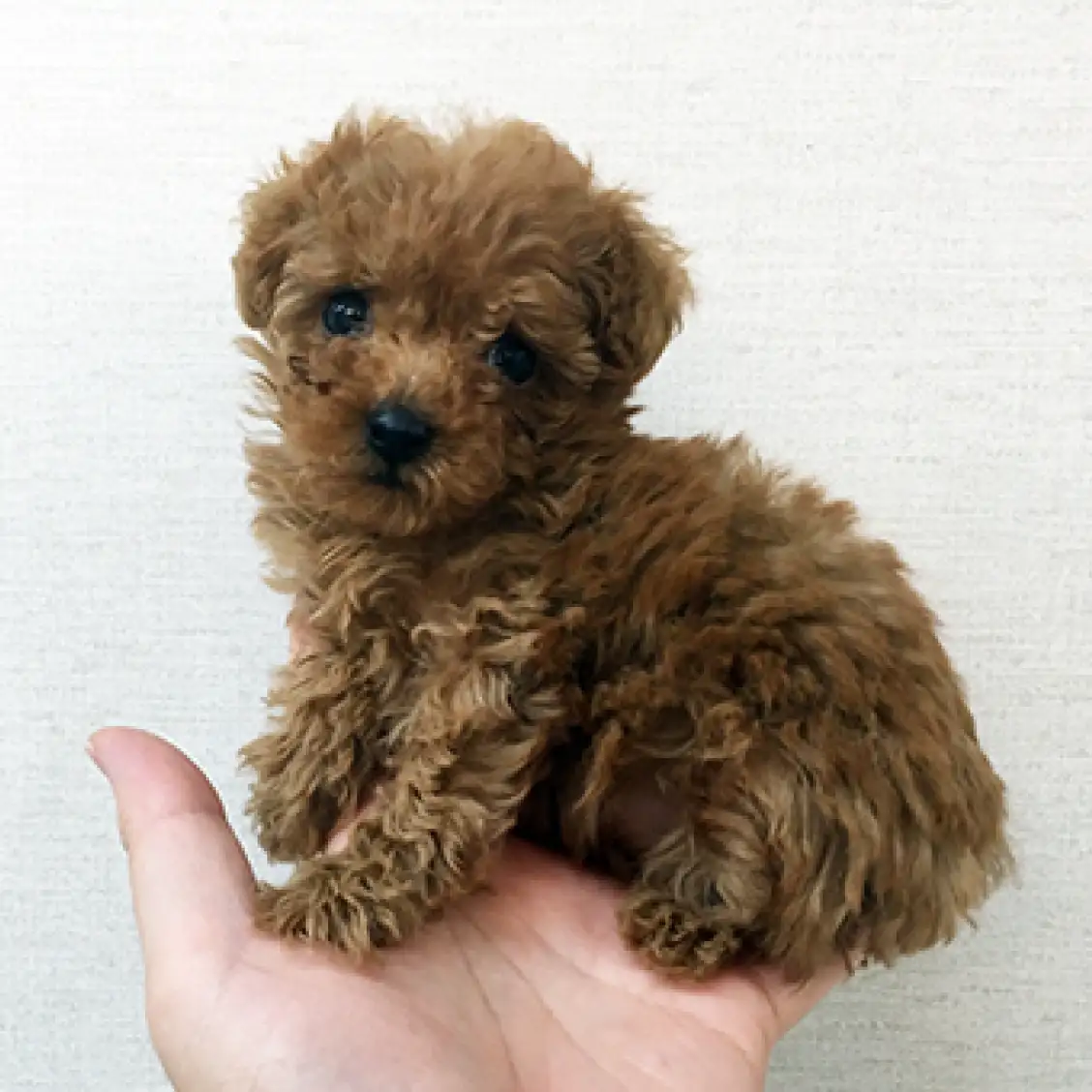 トイ・プードル