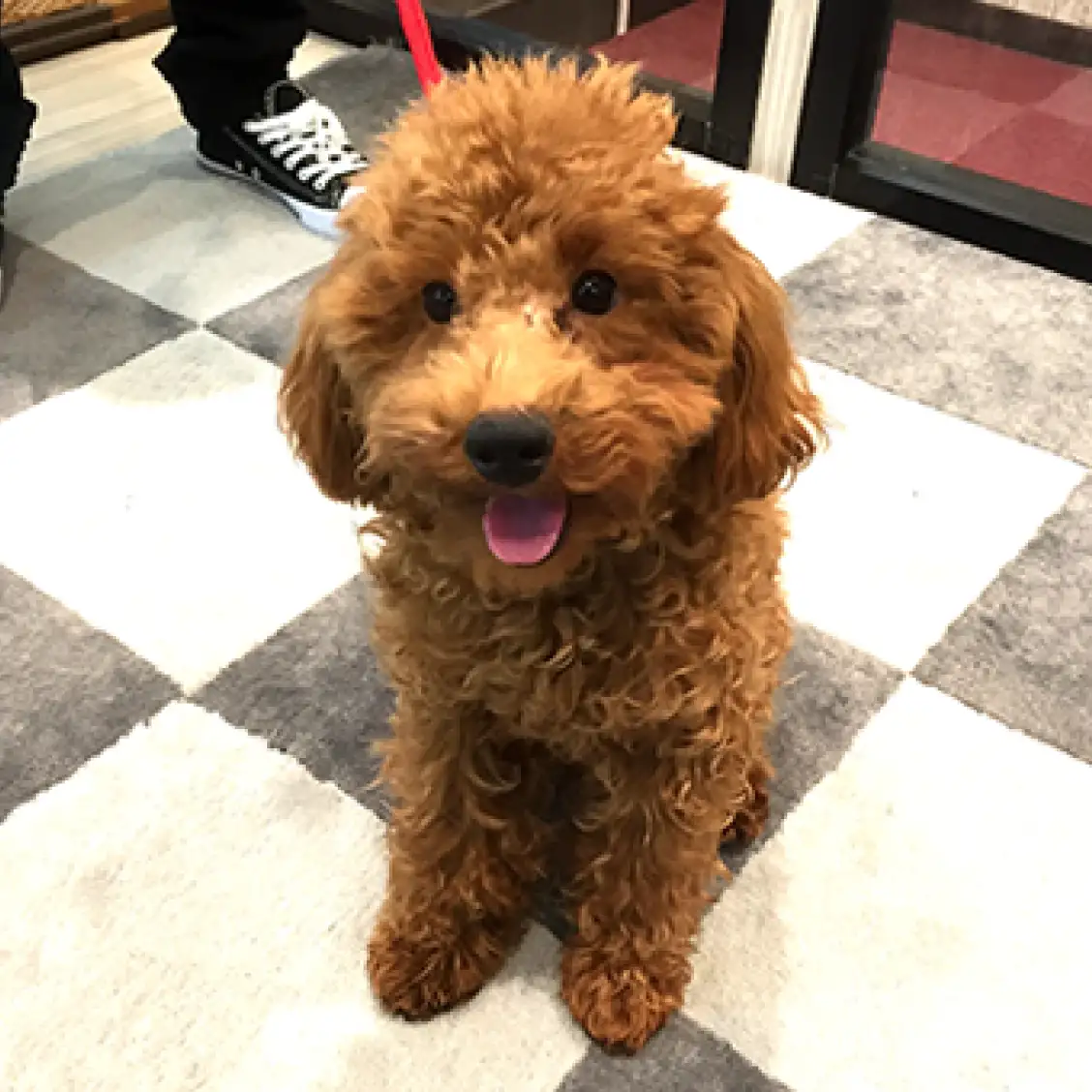 トイ・プードル