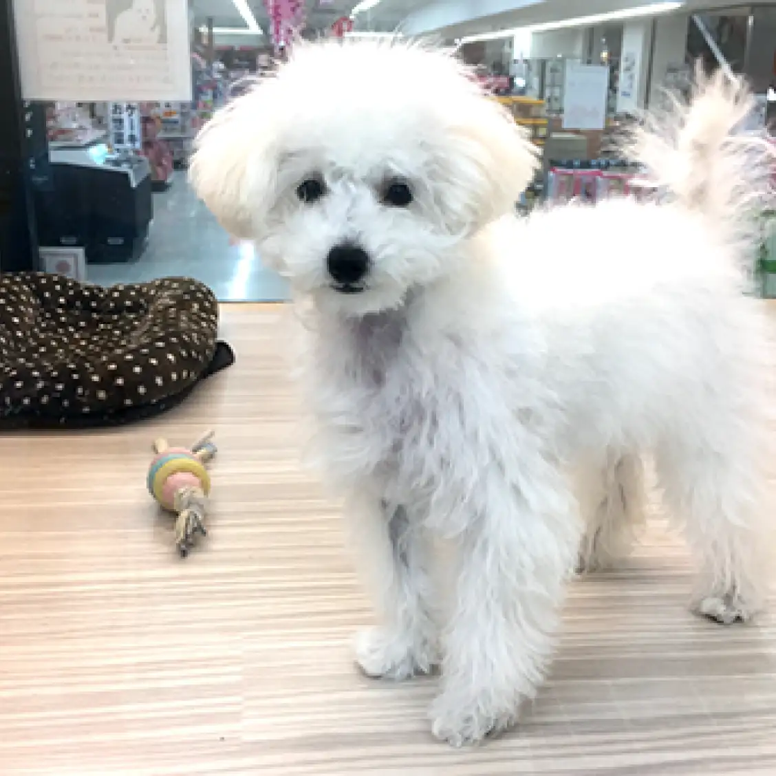 トイ・プードル