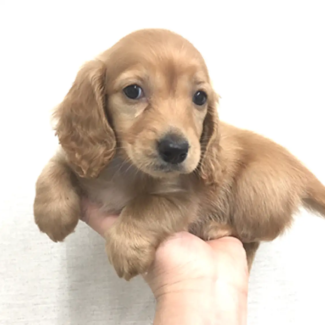 ミニチュア・ダックスフント