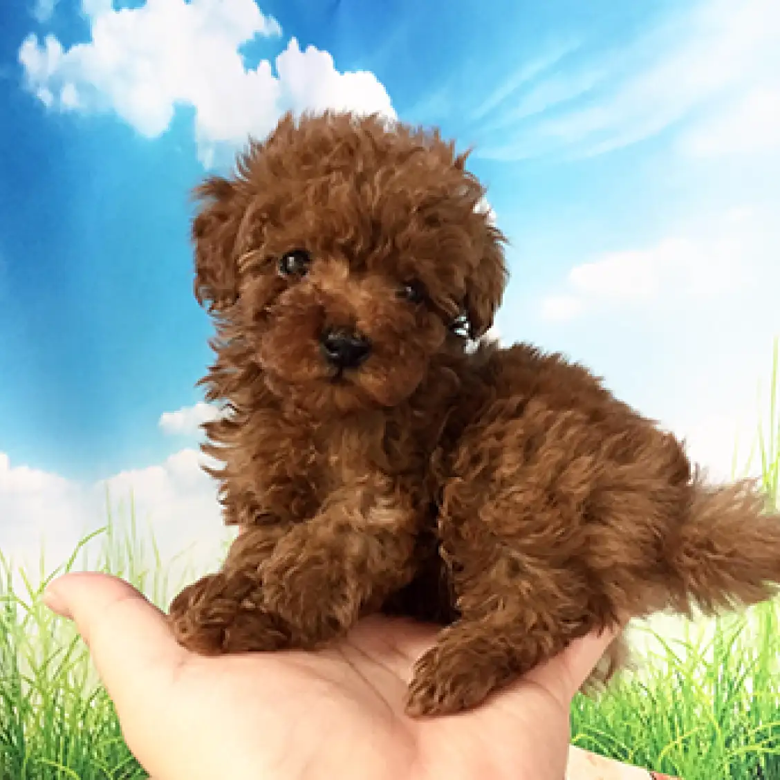 トイ・プードル