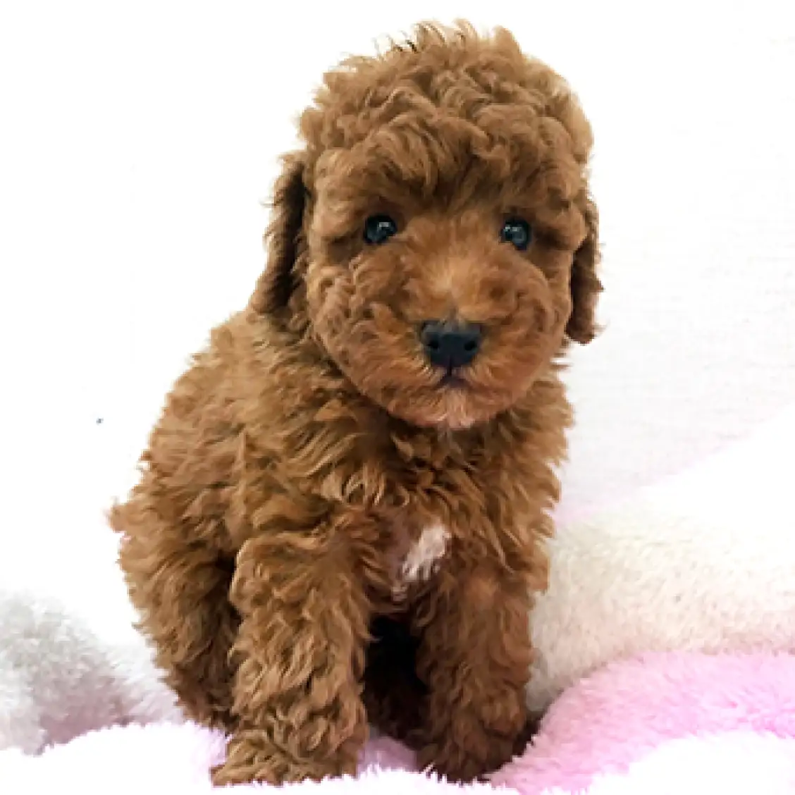 トイ・プードル