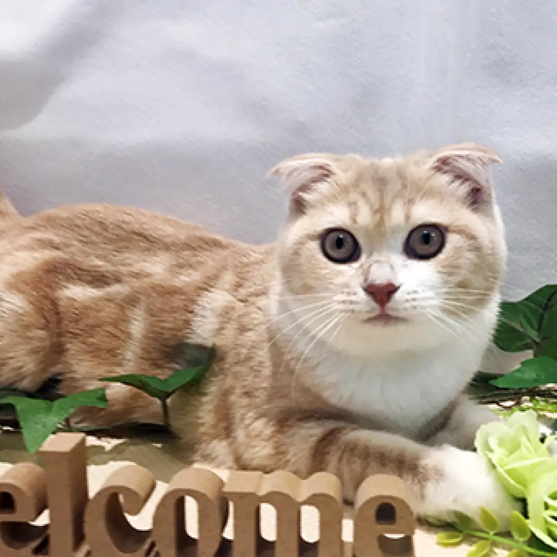 スコティッシュフォールド