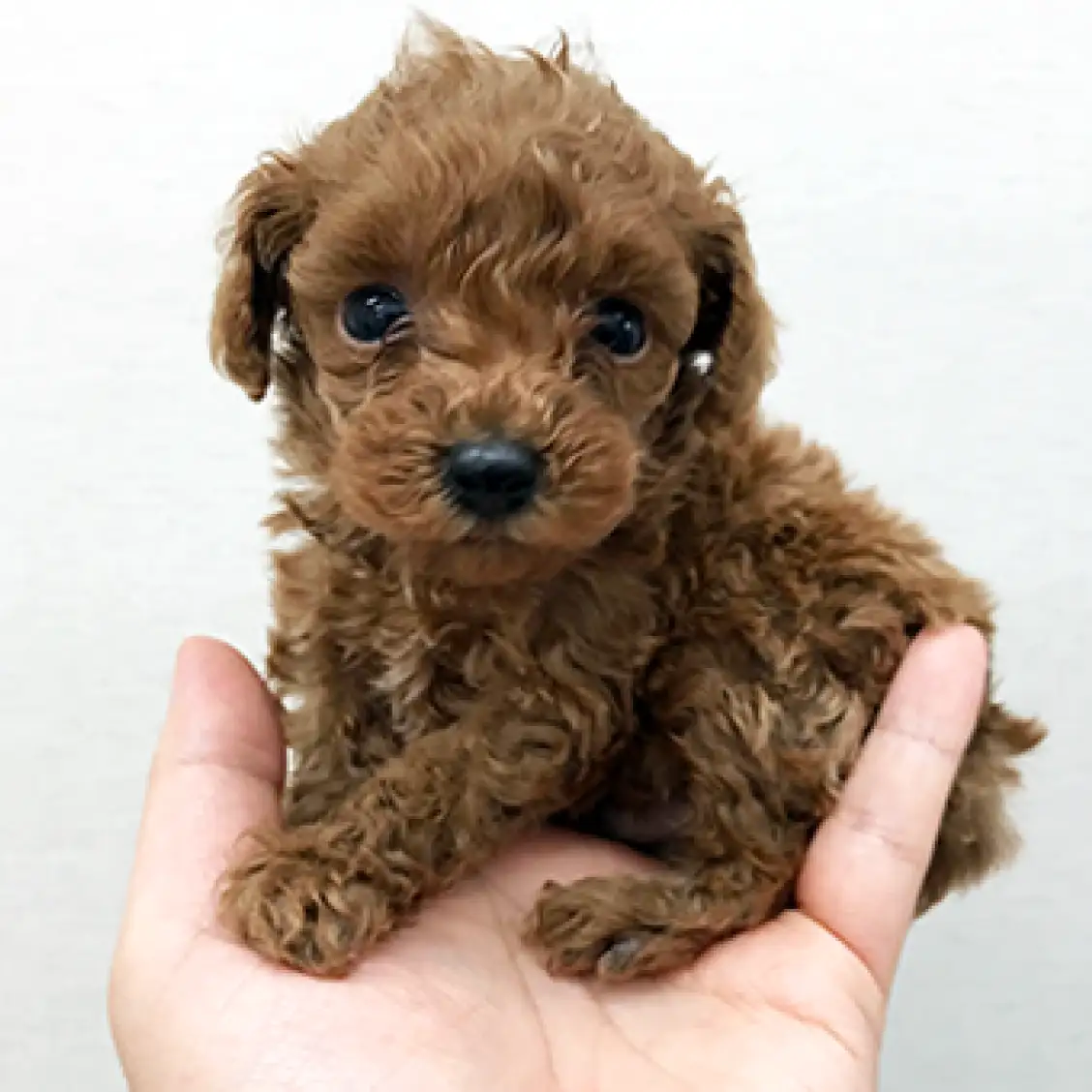 トイ・プードル