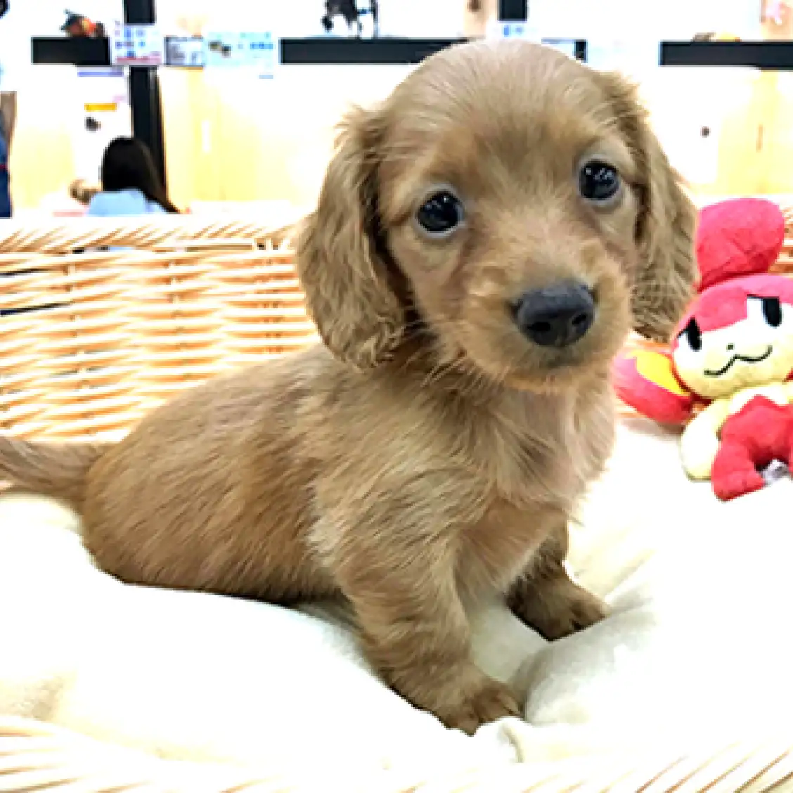 ミニチュア・ダックスフント