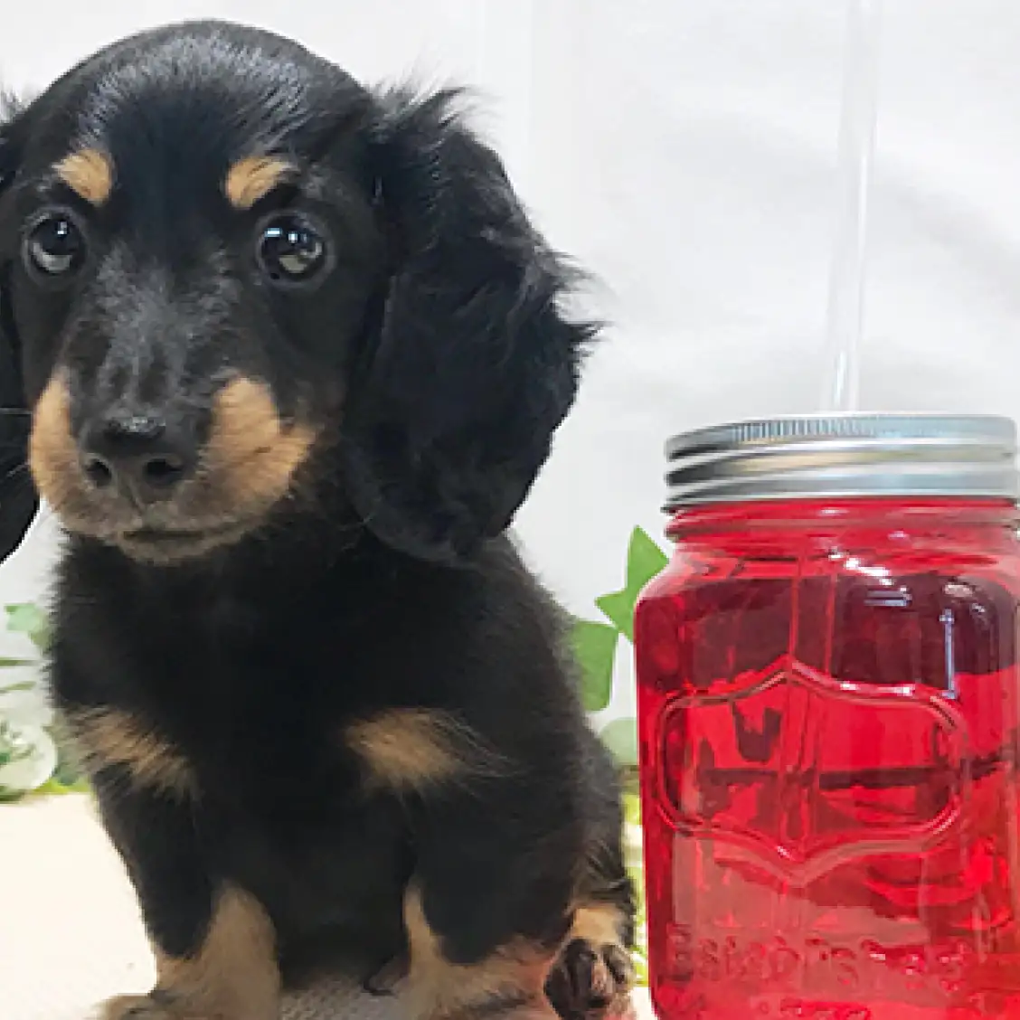 ミニチュア・ダックスフント