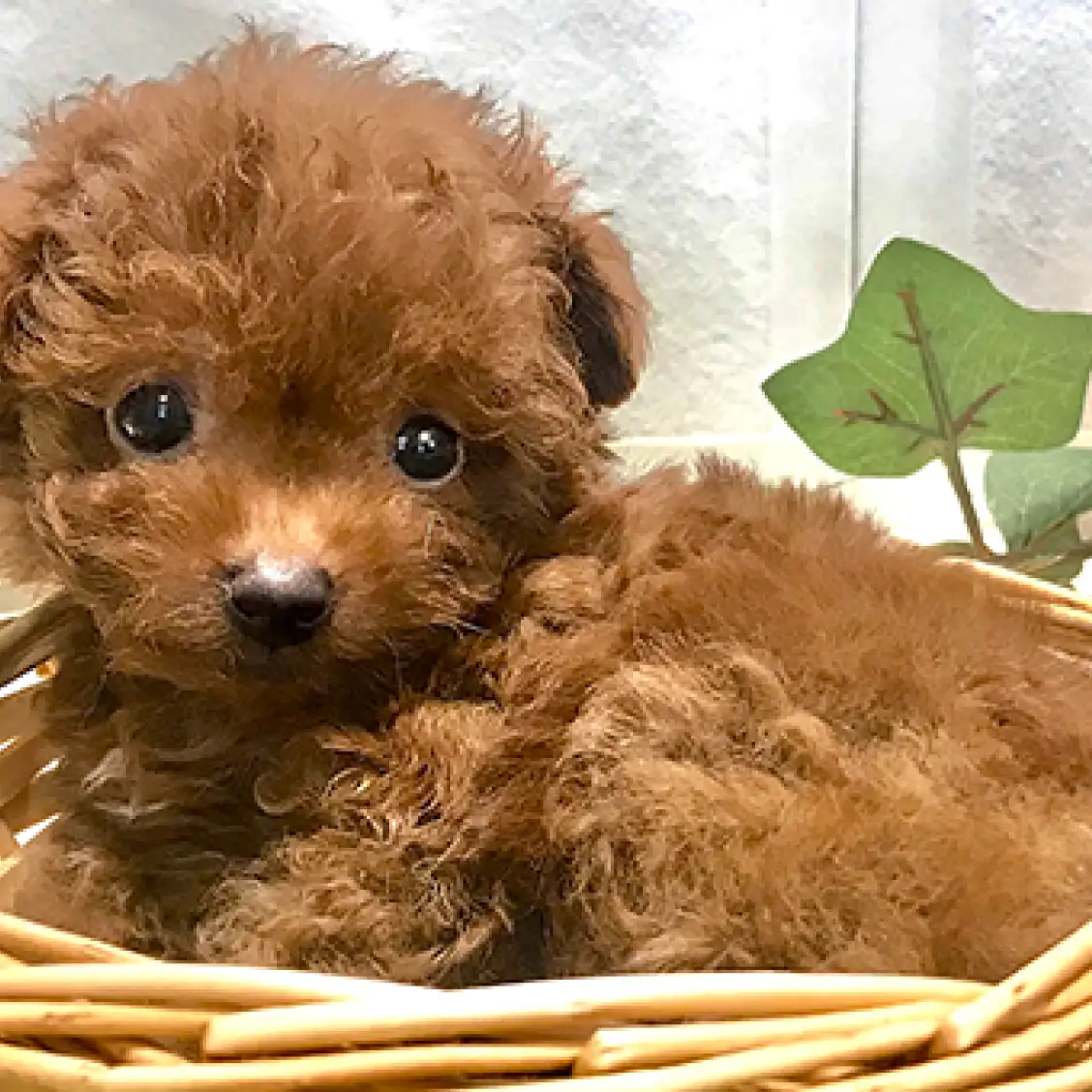 トイ・プードル