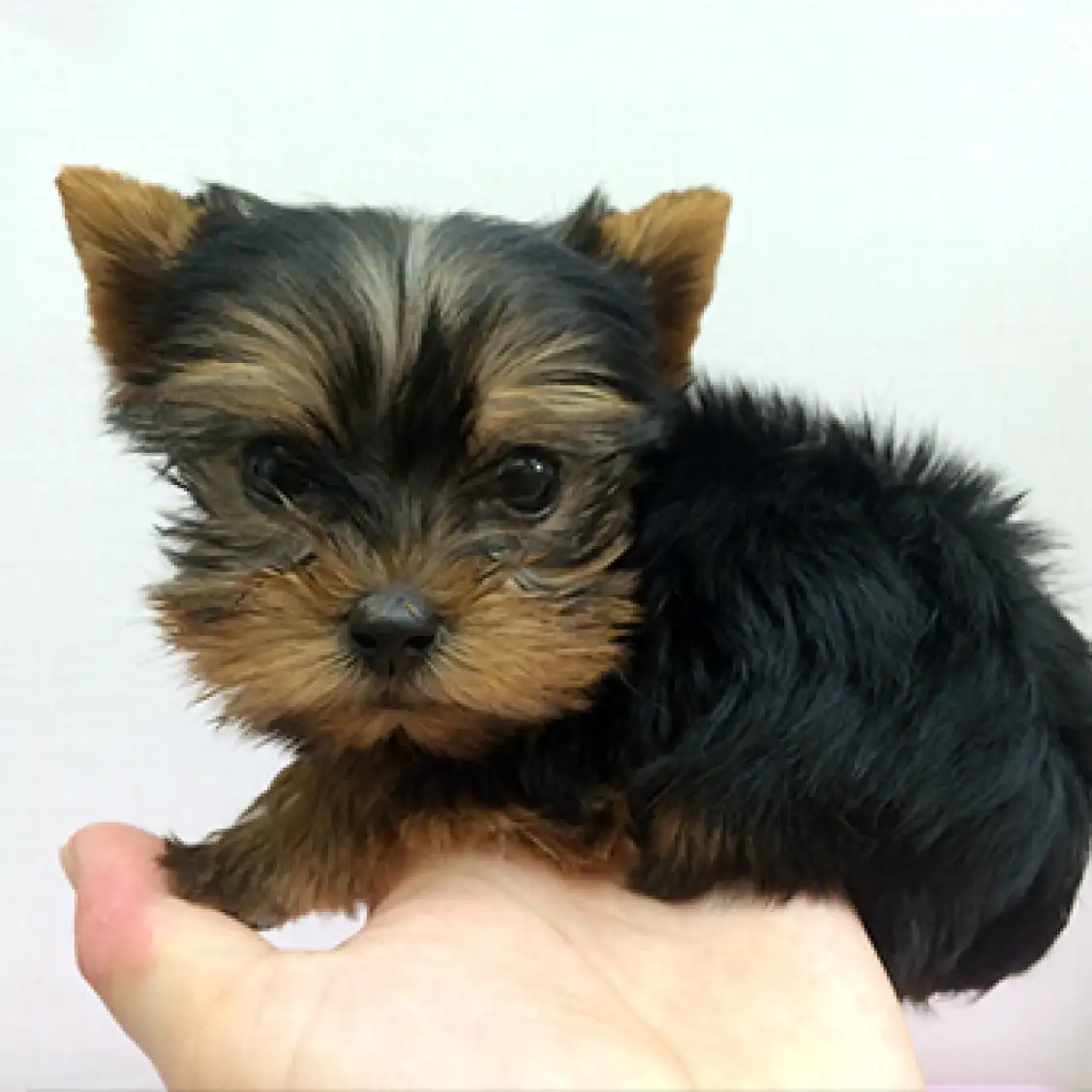 ヨークシャーテリア