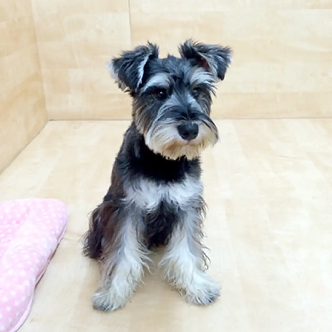 ミニチュア・シュナウザー