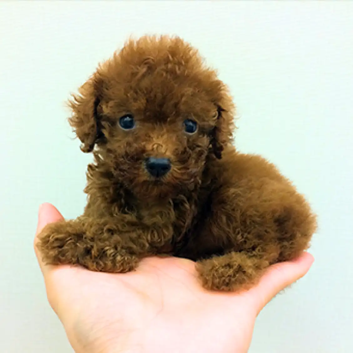 トイ・プードル