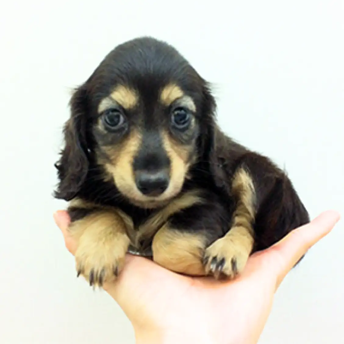 ミニチュア・ダックスフント