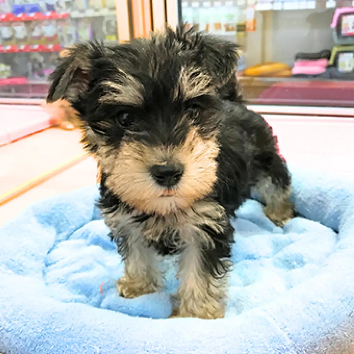 ミニチュア・シュナウザー