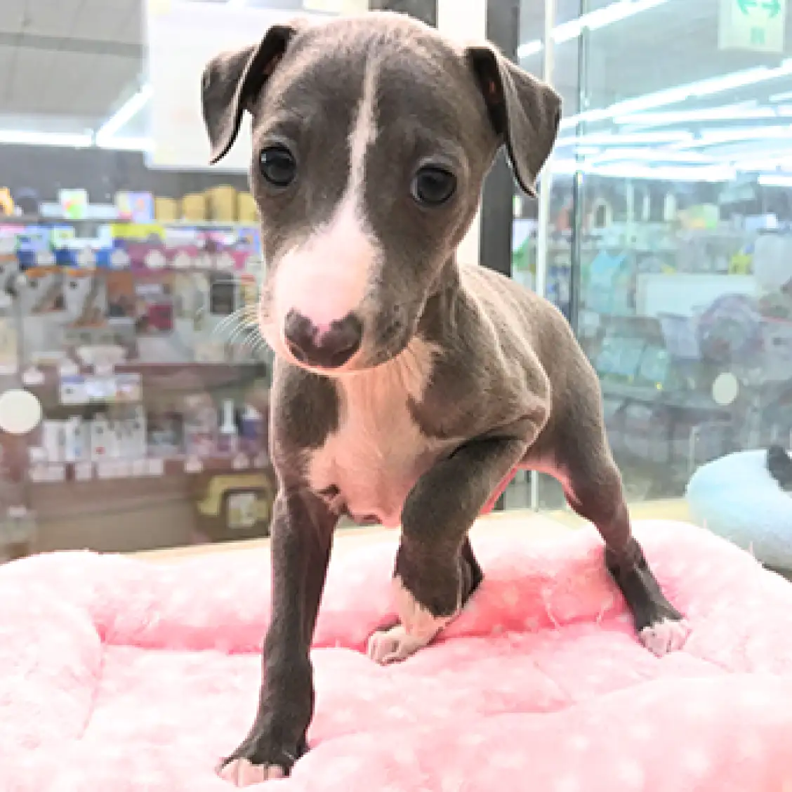 イタリアングレーハウンド