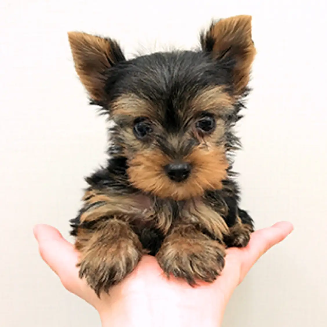 ヨークシャーテリア