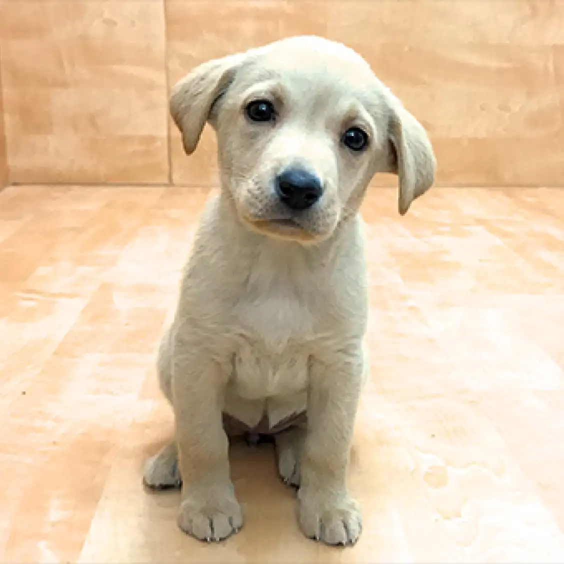 ラブラドールレトリバー