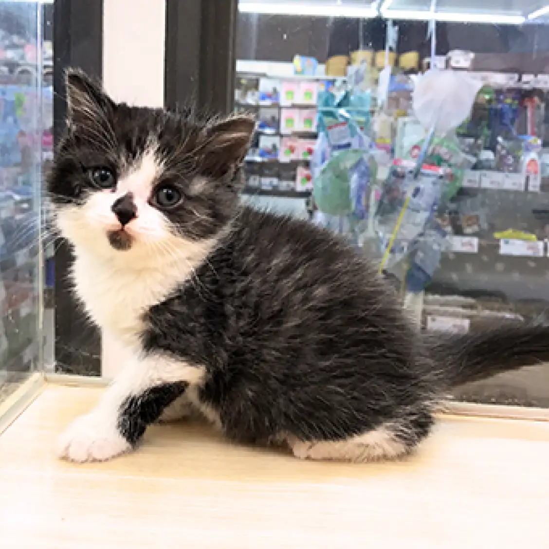 スコティッシュフォールド