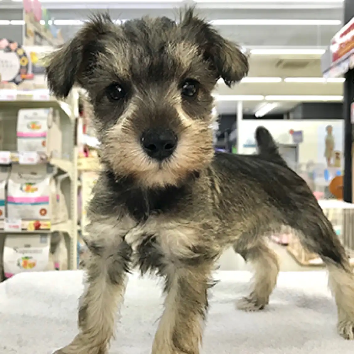 ミニチュア・シュナウザー