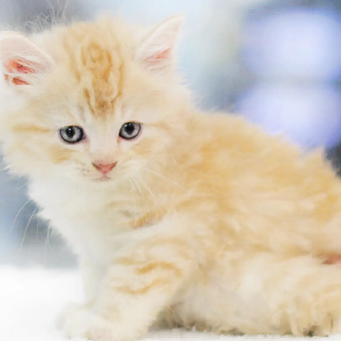 スコティッシュフォールド