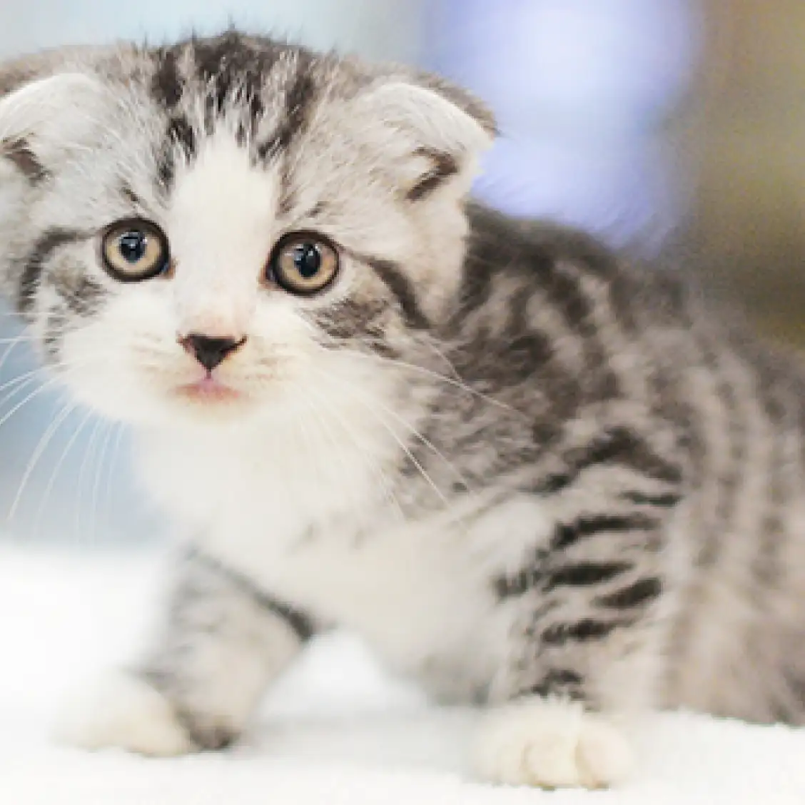 スコティッシュフォールド