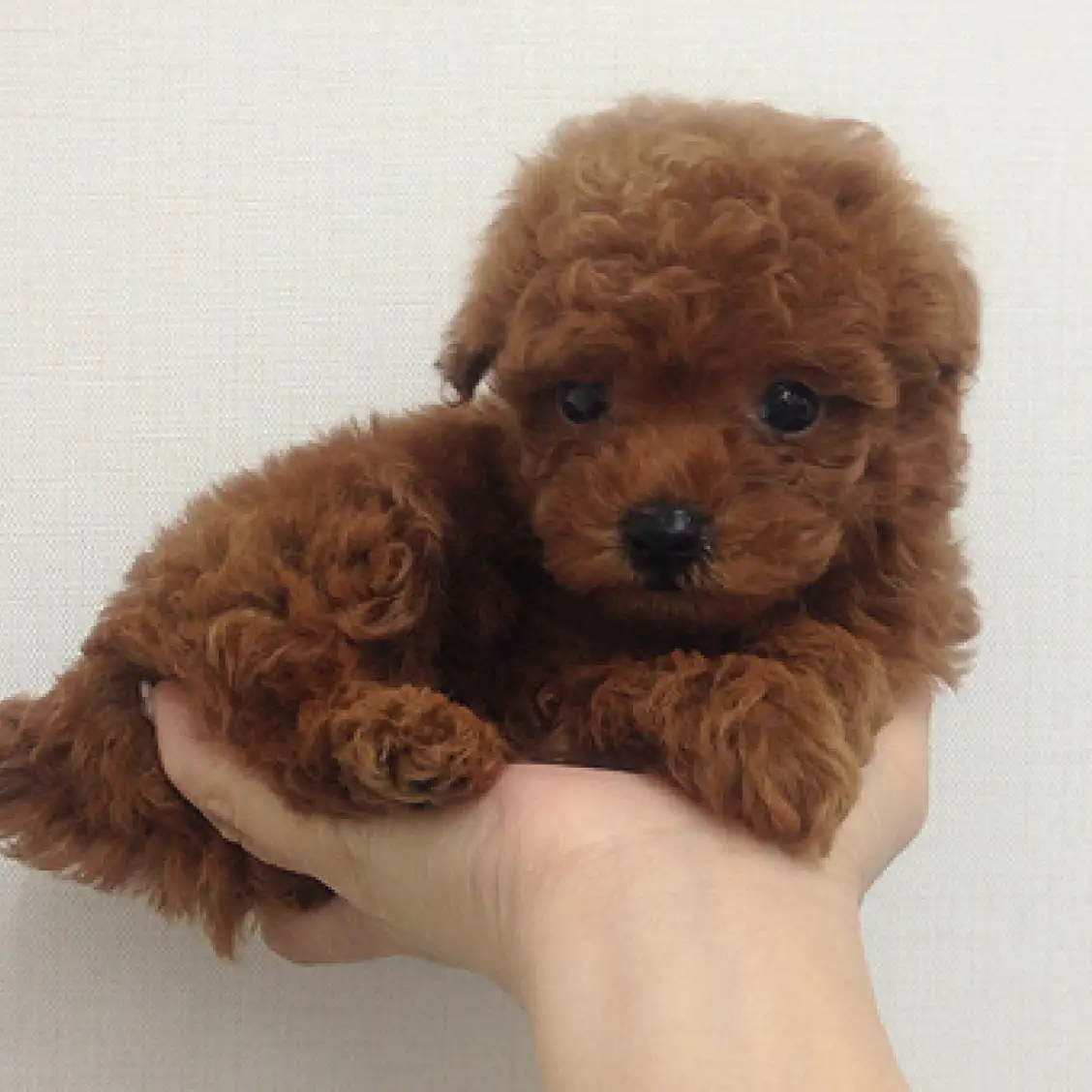 トイ・プードル