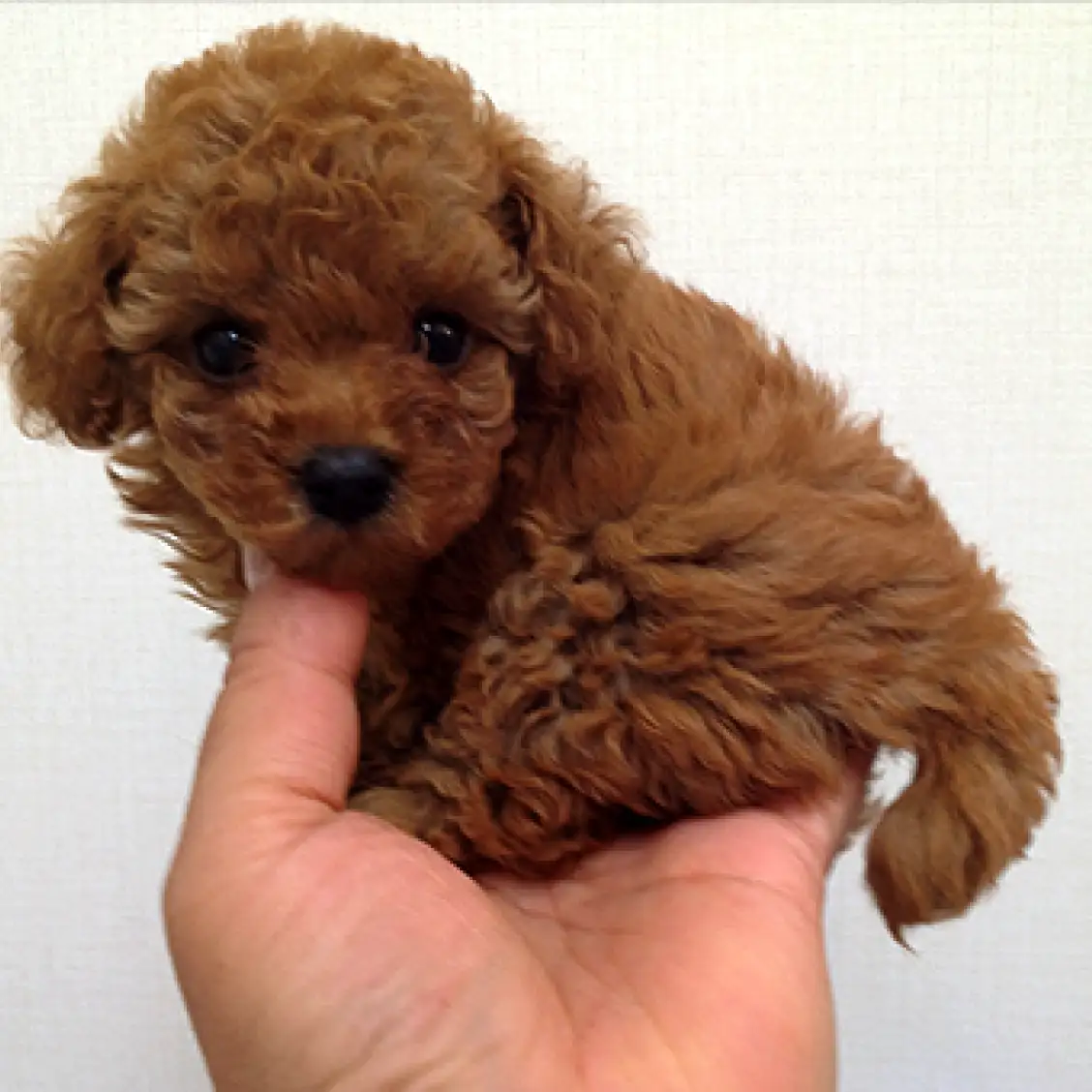 トイ・プードル