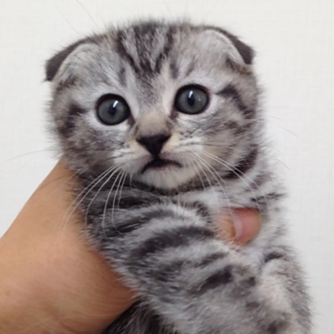 スコティッシュフォールド