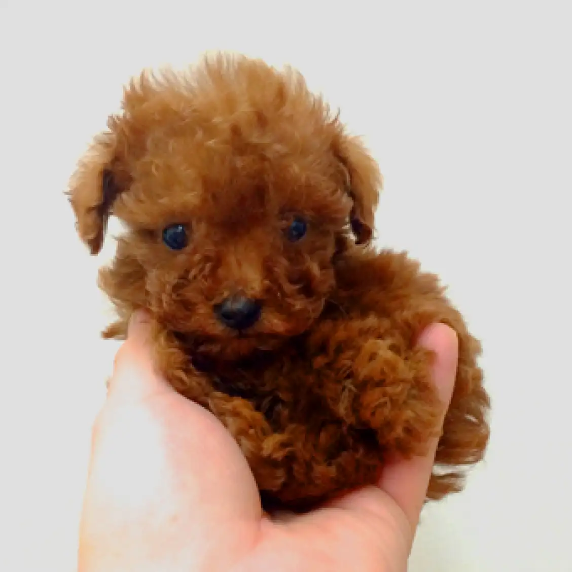 トイ・プードル