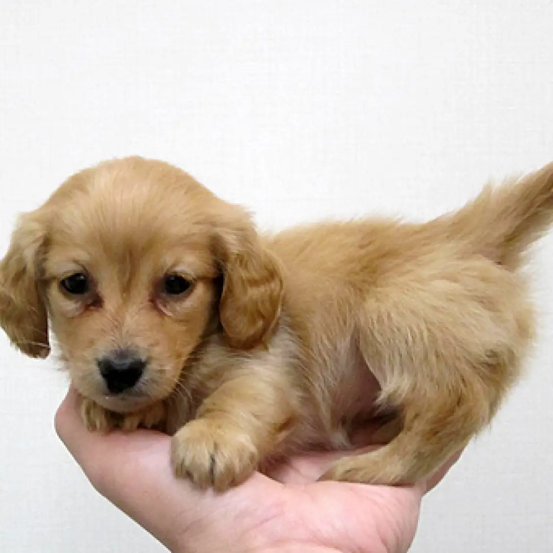 カニンヘン・ダックスフント