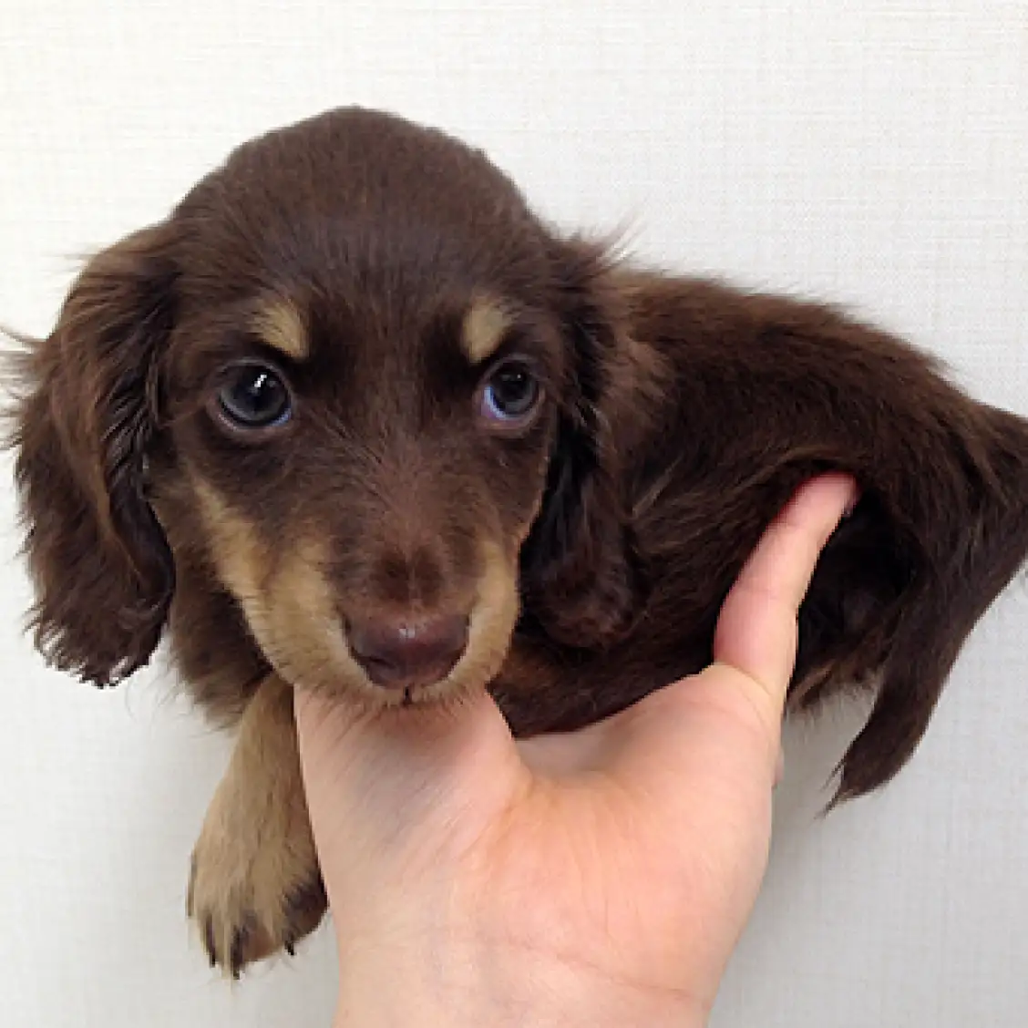 カニンヘン・ダックスフント