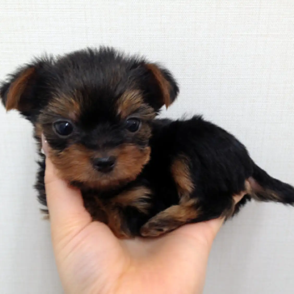 ヨークシャーテリア