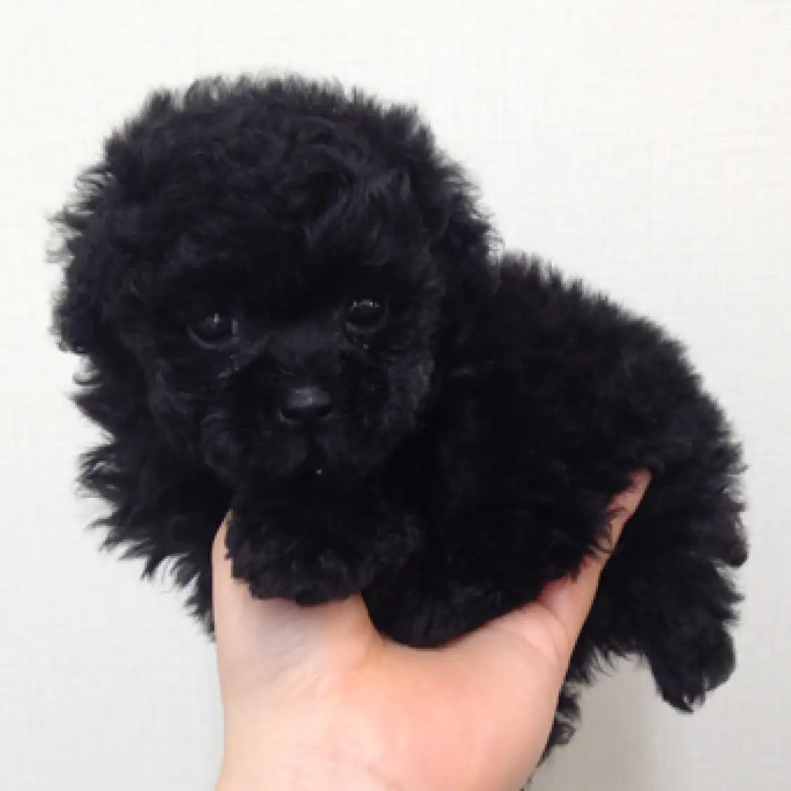 トイ・プードル