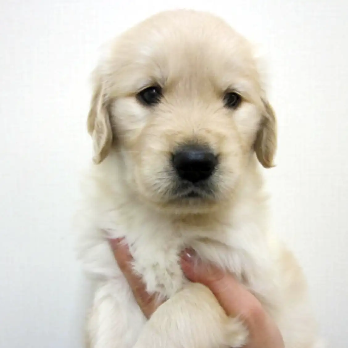 ゴールデンレトリバー