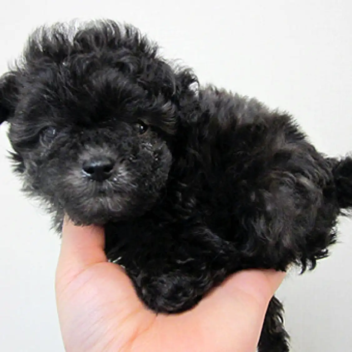 トイ・プードル