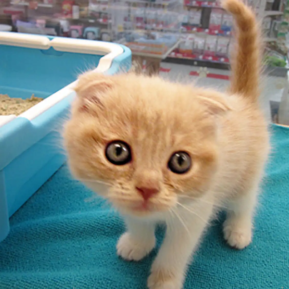 スコティッシュフォールド