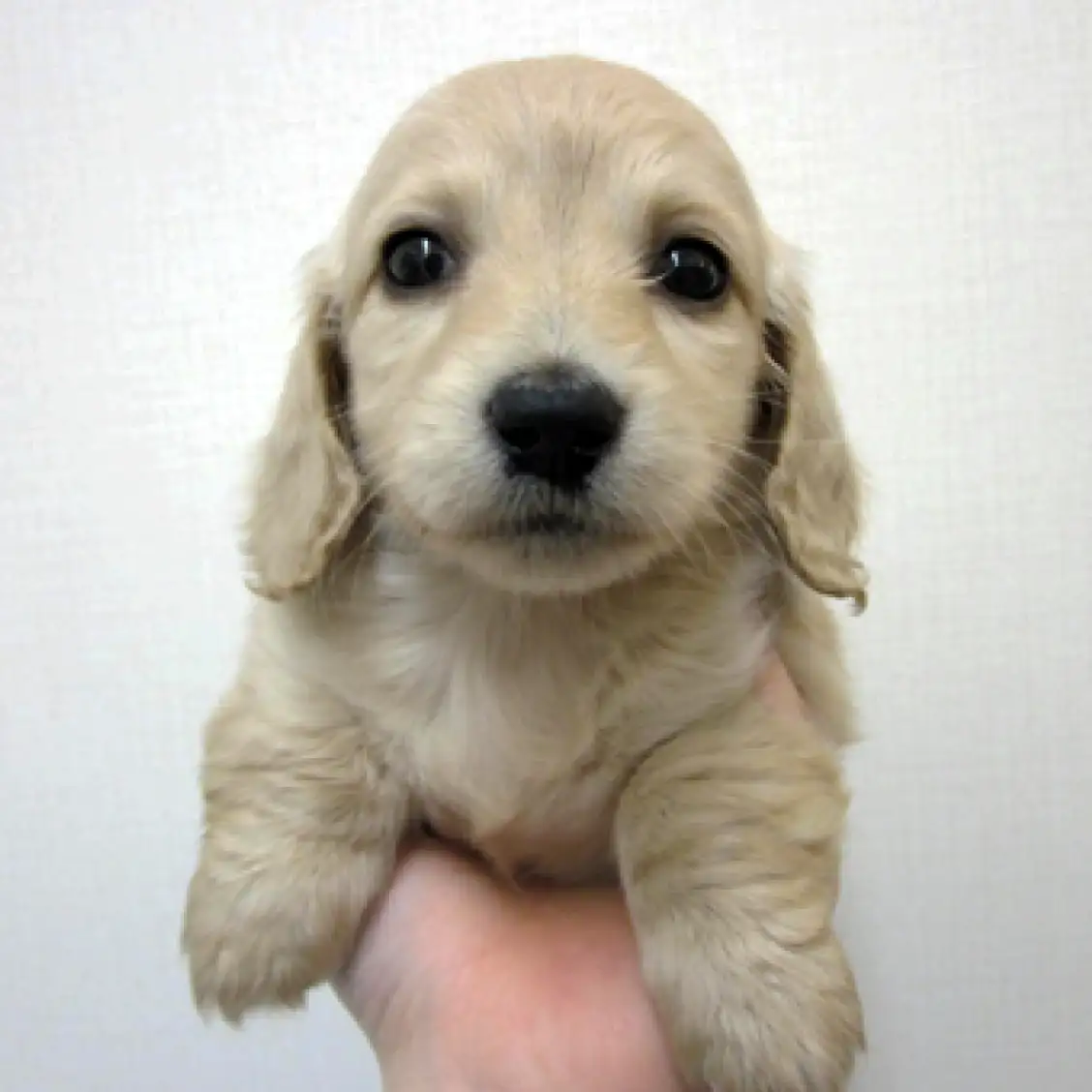 カニンヘン・ダックスフント