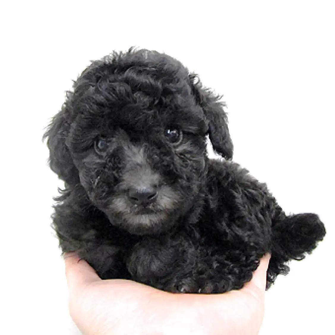 トイ・プードル