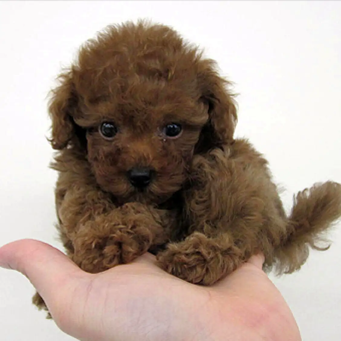 トイ・プードル