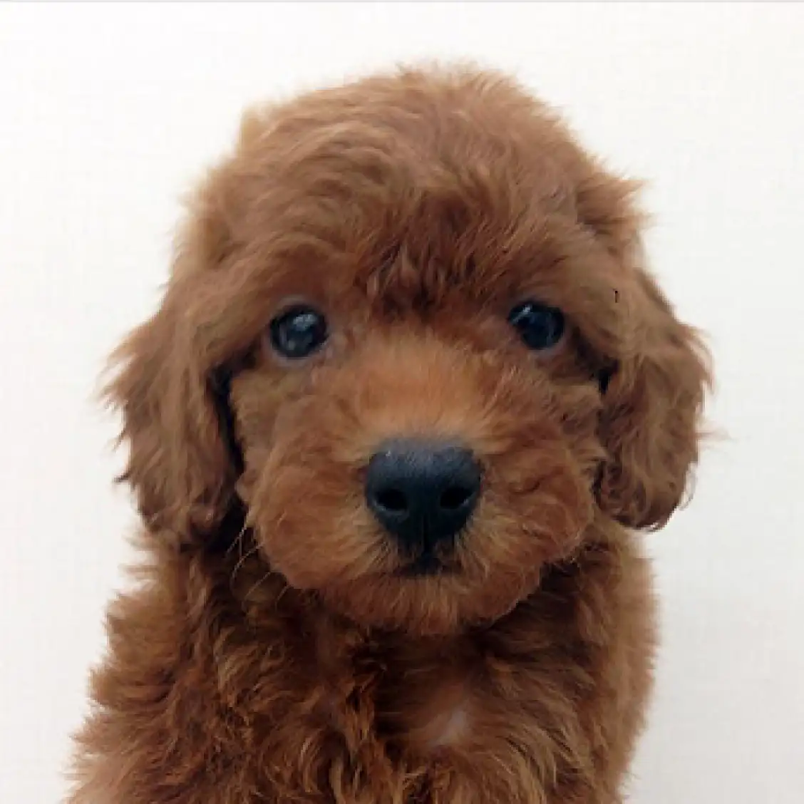 トイ・プードル