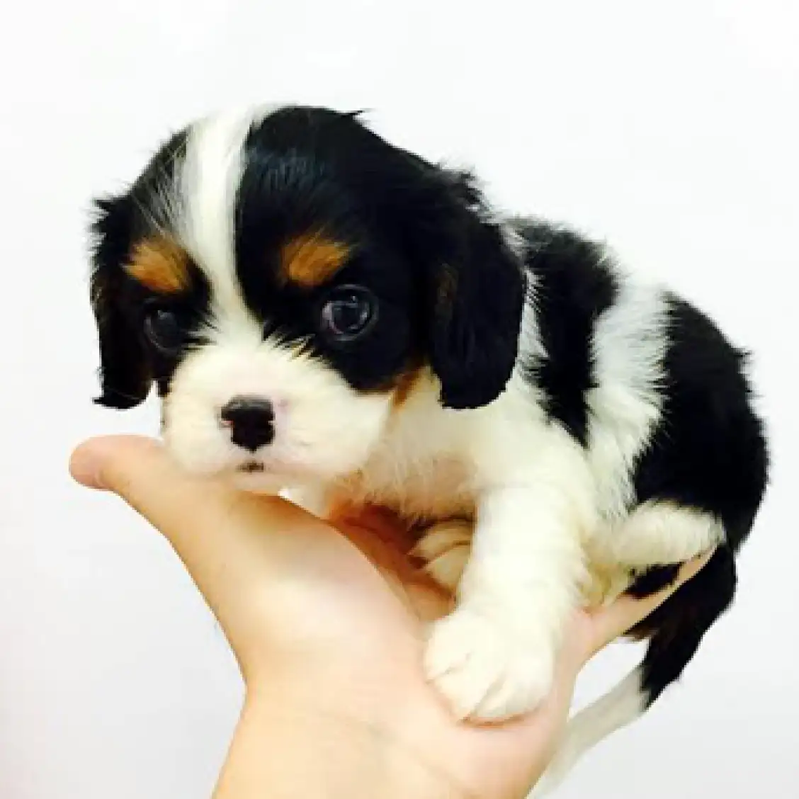 キャバリア・キングチャールズ・スパニエル