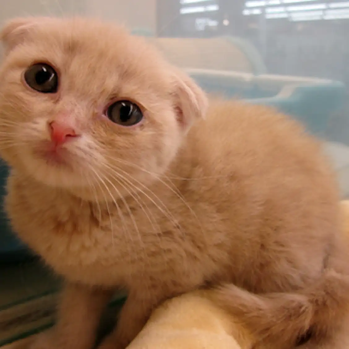 スコティッシュフォールド