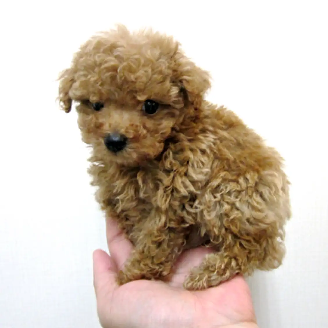 トイ・プードル