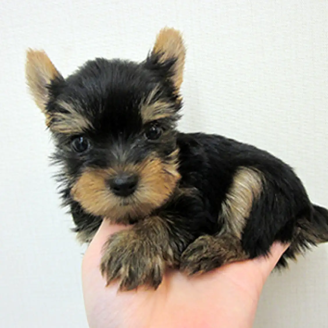 ヨークシャーテリア